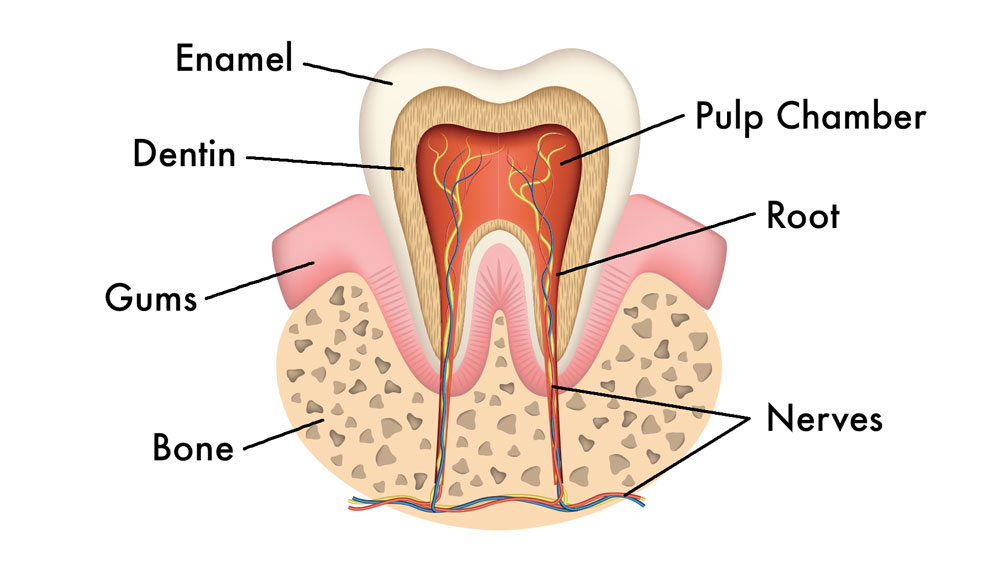 Diagram of a tooth with enamel, dentin, pulp chamber, and root.